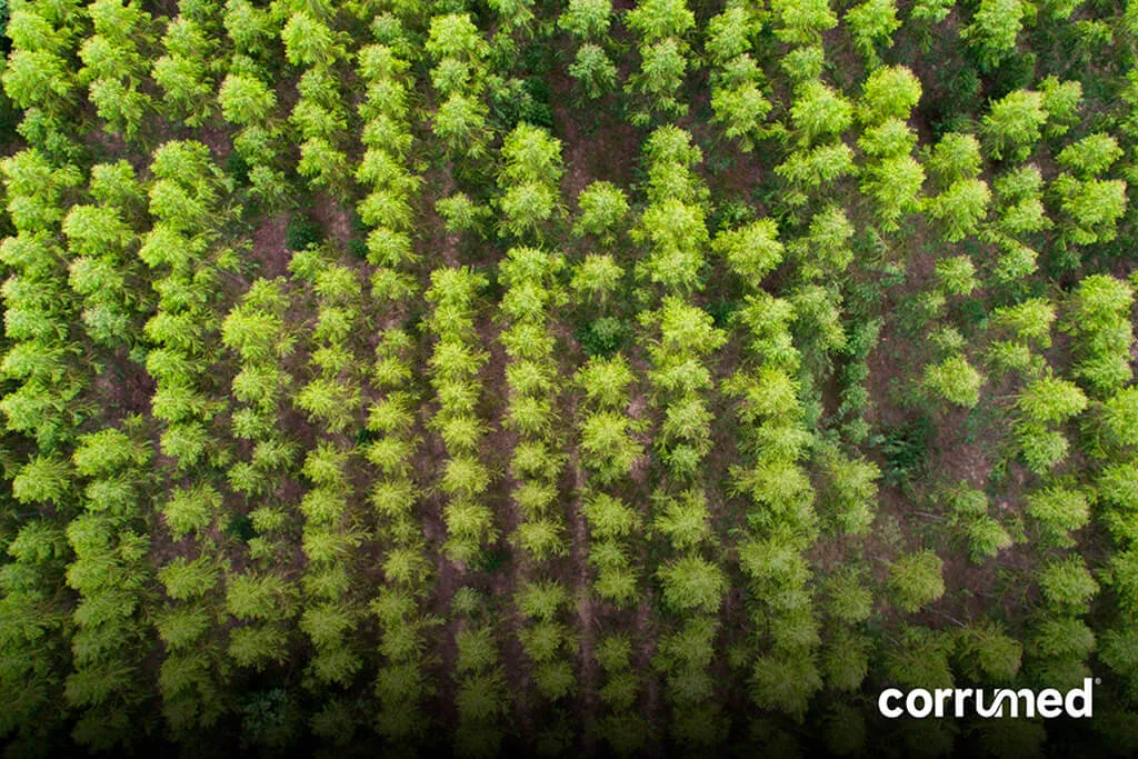 Vista aérea de una plantación forestal certificada con árboles cultivados para la producción sostenible de fibra virgen utilizada en la fabricación de cartón corrugado.