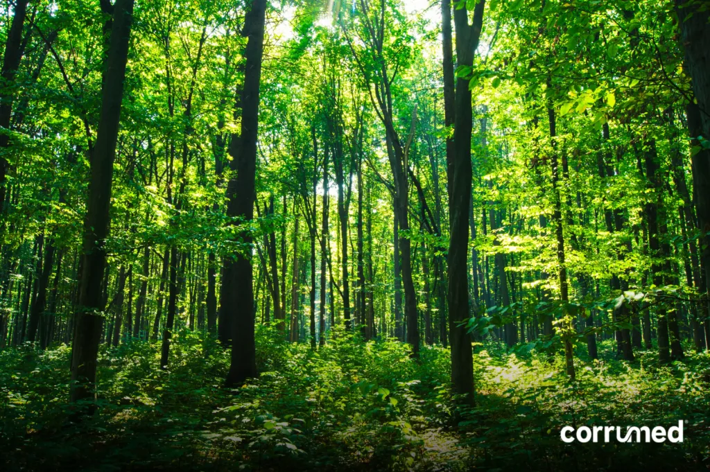 Hermoso bosque verde.